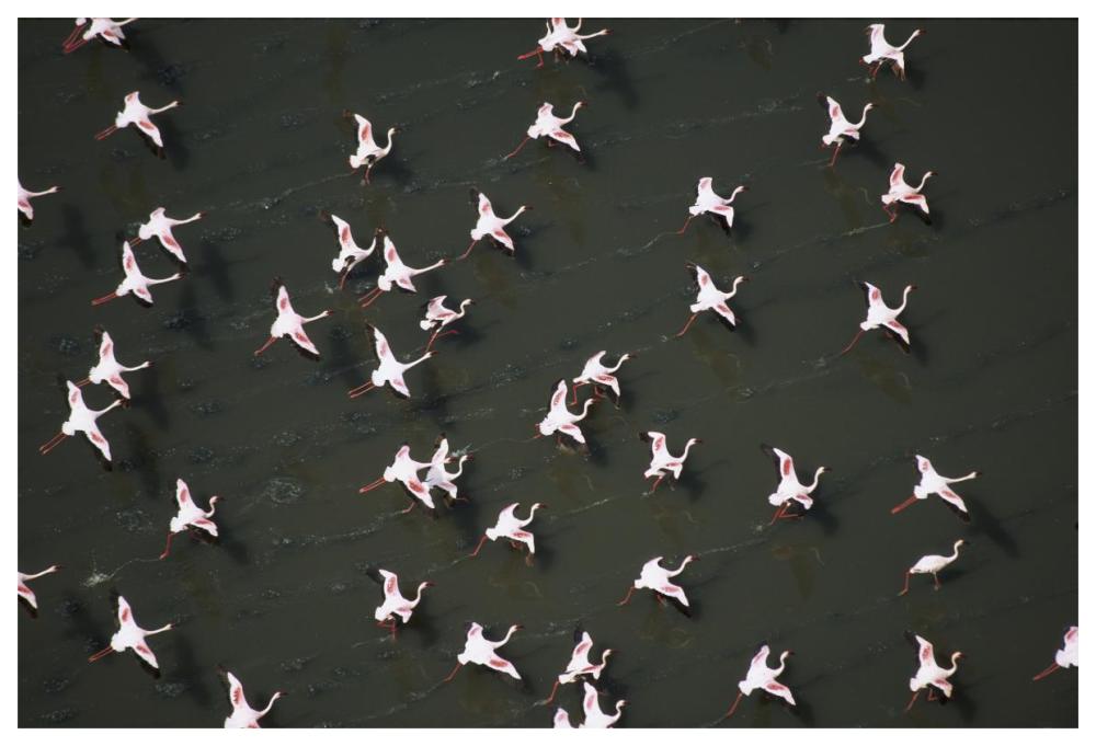 Lesser Flamingo flock taking flight from the surface of a lake, Kenya-Paper Art-62"x42"