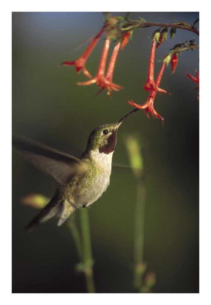 Broad-tailed Hummingbird feeding on Scarlet Gilia flowers, New Mexico-Paper Art-18"x26"