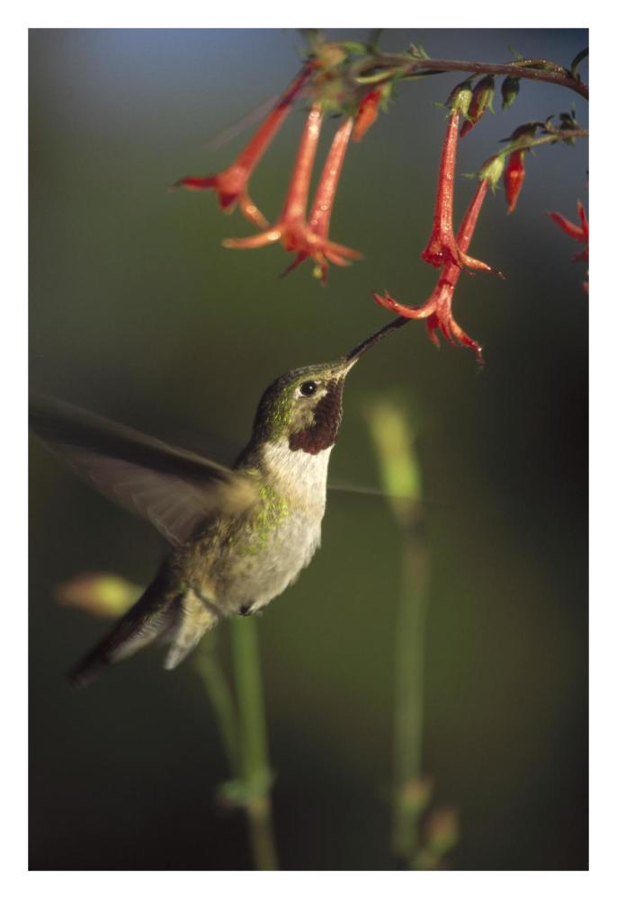 Broad-tailed Hummingbird feeding on Scarlet Gilia flowers, New Mexico-Paper Art-22"x32"