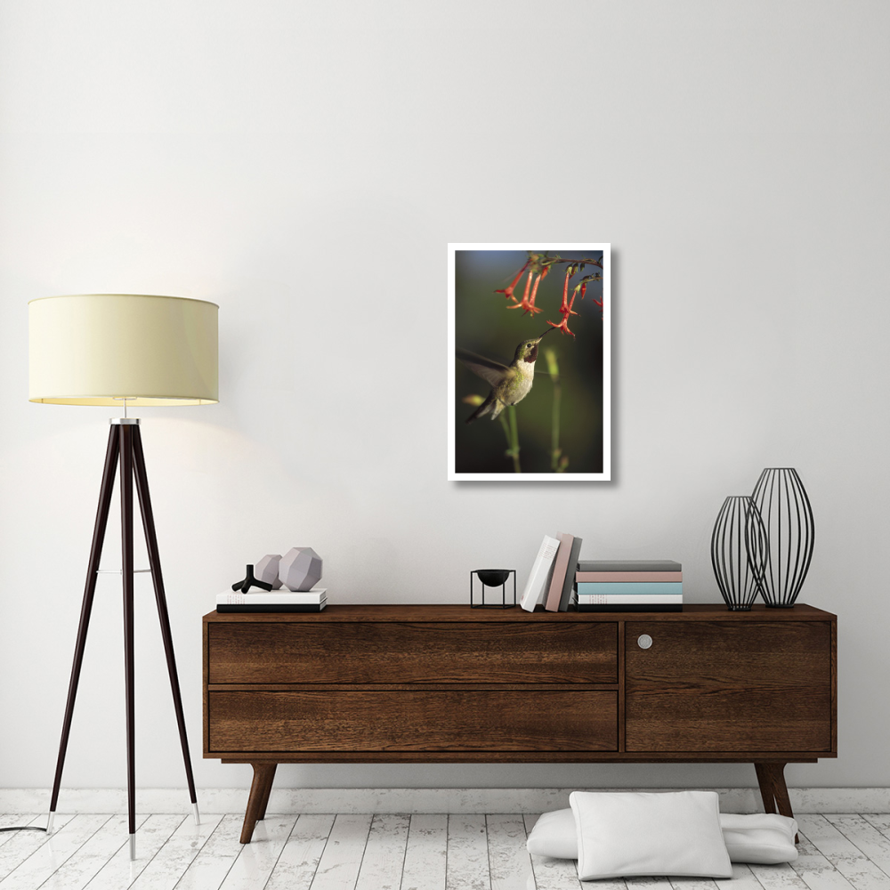 Broad-tailed Hummingbird feeding on Scarlet Gilia flowers, New Mexico-Paper Art-22&quotx32"