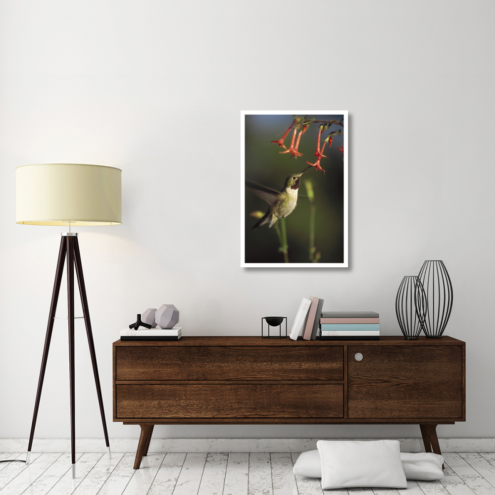 Broad-tailed Hummingbird feeding on Scarlet Gilia flowers, New Mexico-Paper Art-26&quotx38"