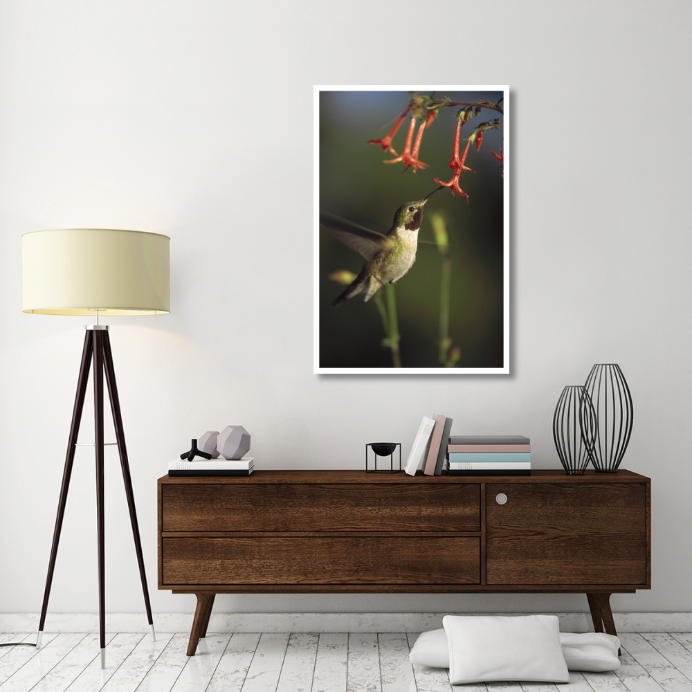 Broad-tailed Hummingbird feeding on Scarlet Gilia flowers, New Mexico-Paper Art-34&quotx50"