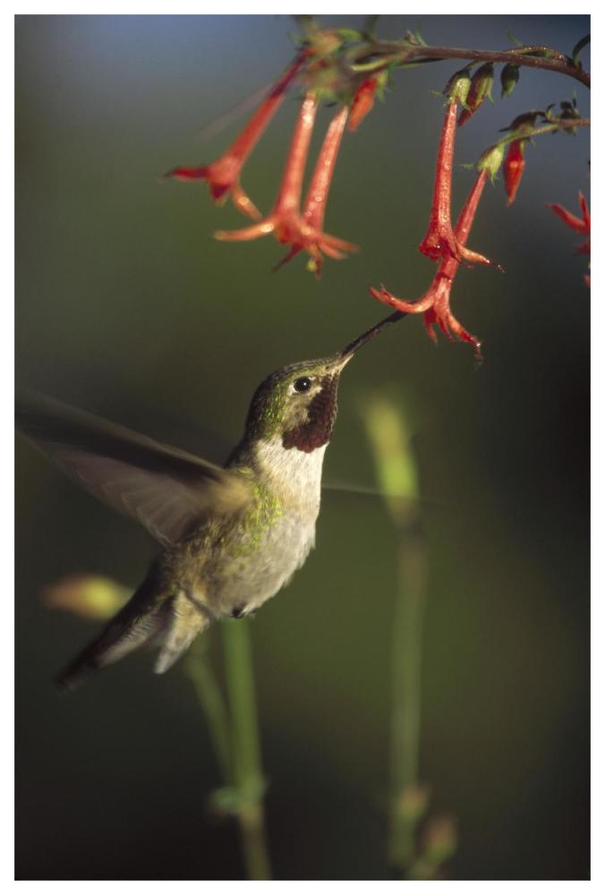 Broad-tailed Hummingbird feeding on Scarlet Gilia flowers, New Mexico-Paper Art-42"x62"