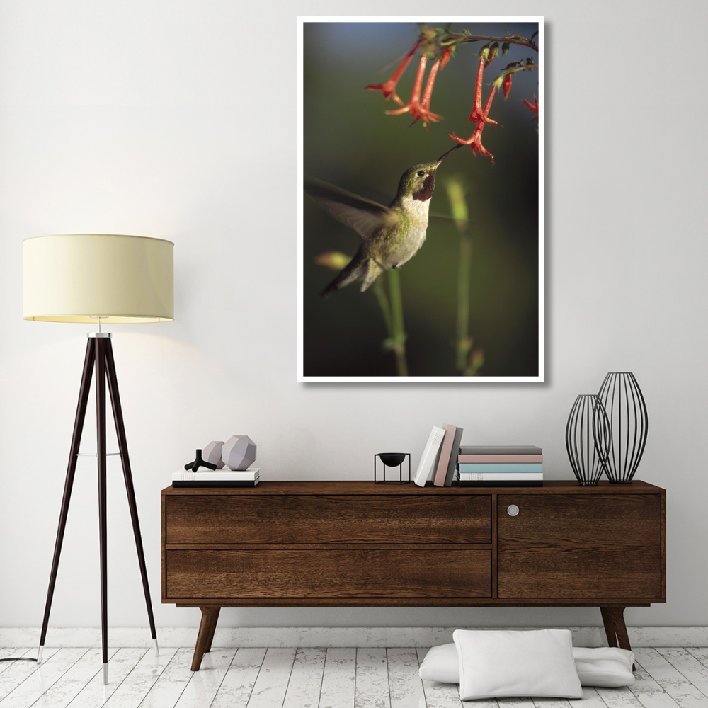 Broad-tailed Hummingbird feeding on Scarlet Gilia flowers, New Mexico-Paper Art-42&quotx62"