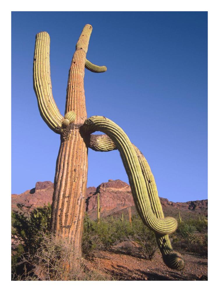 Ajo Mountains and Saguaro Organ Pipe Cactus National Monument, Arizona-Paper Art-20"x26"