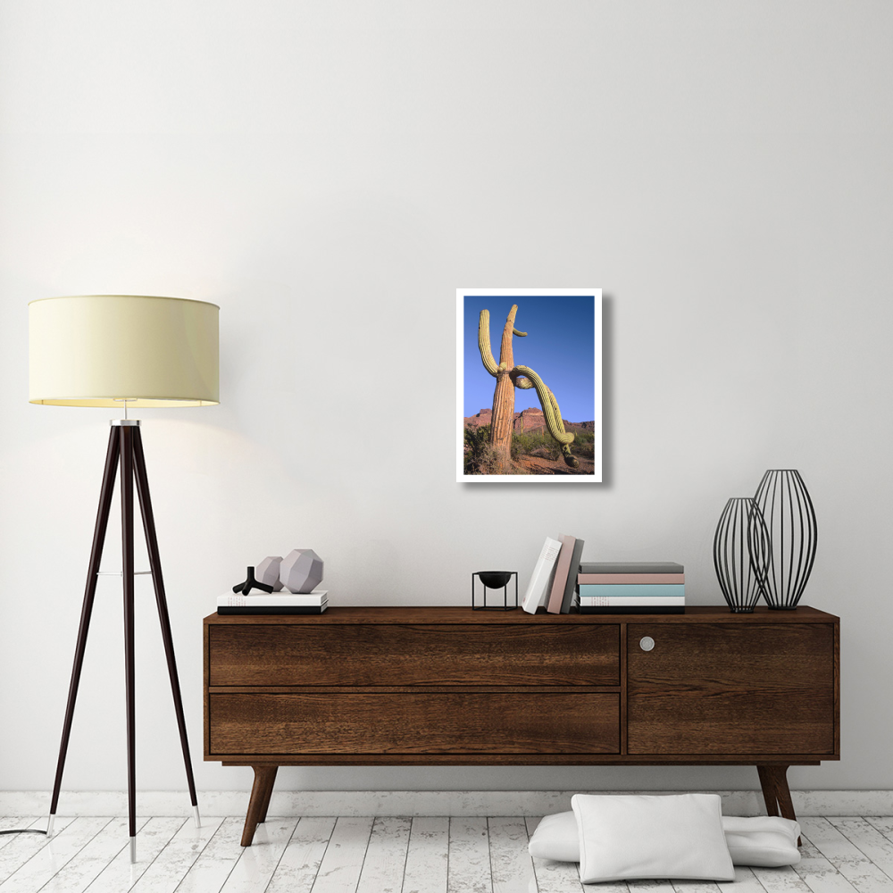 Ajo Mountains and Saguaro Organ Pipe Cactus National Monument, Arizona-Paper Art-20&quotx26"