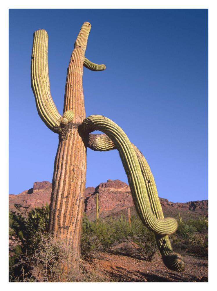 Ajo Mountains and Saguaro Organ Pipe Cactus National Monument, Arizona-Paper Art-26"x34"