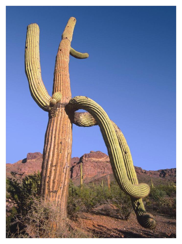 Ajo Mountains and Saguaro Organ Pipe Cactus National Monument, Arizona-Paper Art-32"x42"
