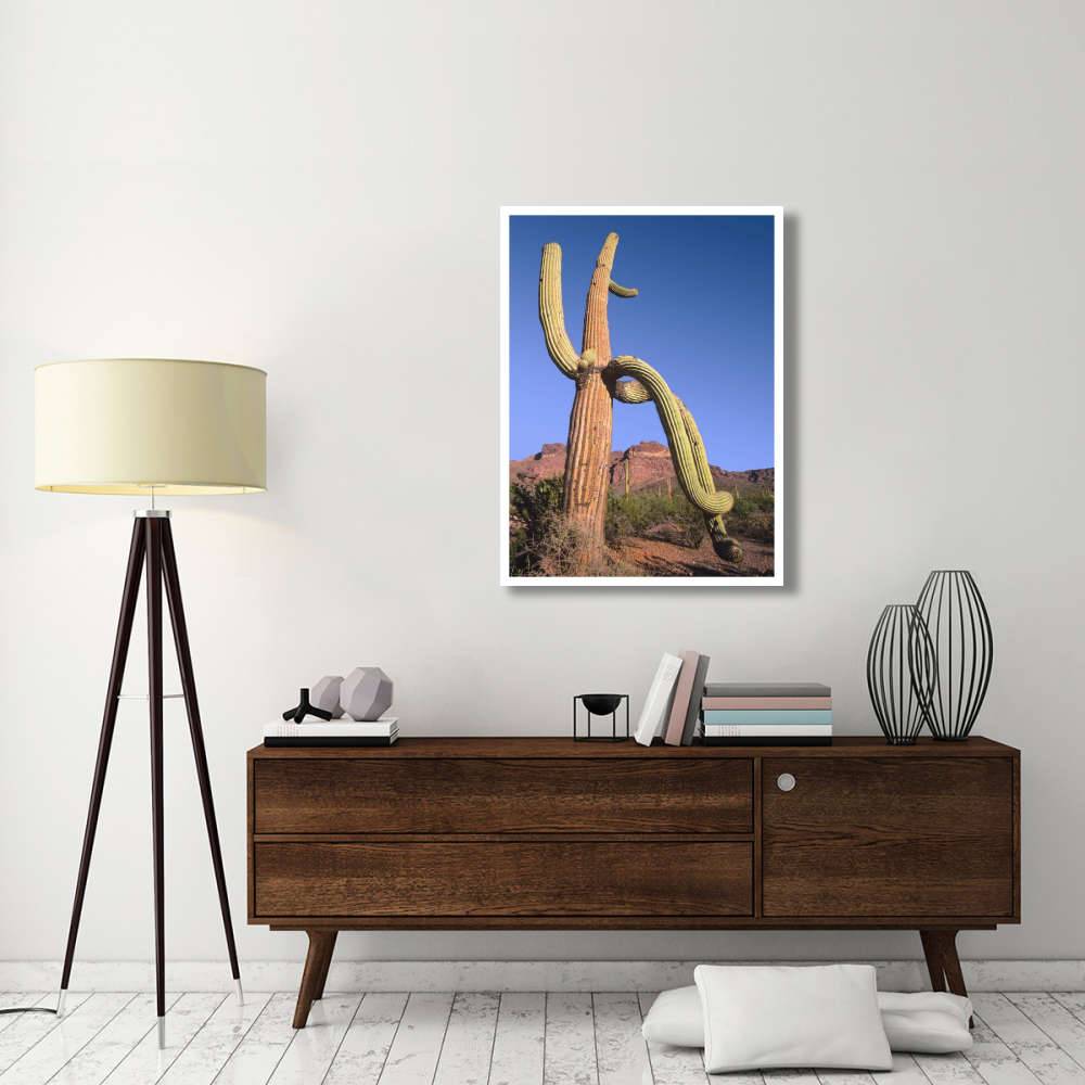 Ajo Mountains and Saguaro Organ Pipe Cactus National Monument, Arizona-Paper Art-32&quotx42"