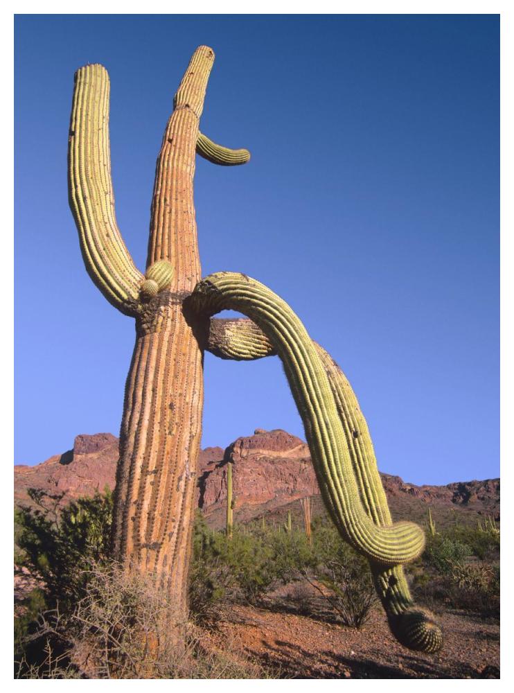 Ajo Mountains and Saguaro Organ Pipe Cactus National Monument, Arizona-Paper Art-38"x50"