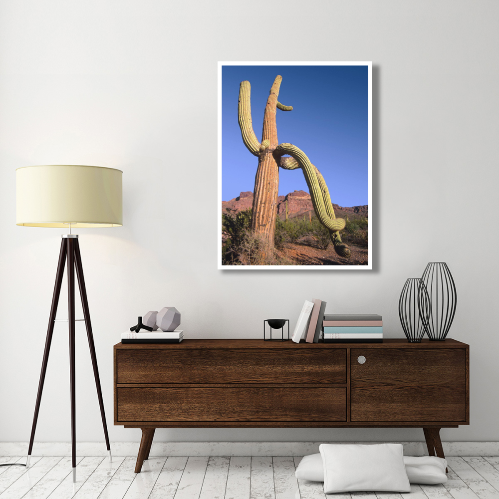 Ajo Mountains and Saguaro Organ Pipe Cactus National Monument, Arizona-Paper Art-38&quotx50"