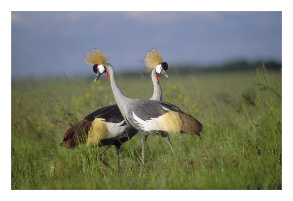 Grey Crowned Crane couple courting, Masai Mara National Reserve, Kenya-Paper Art-26"x18"
