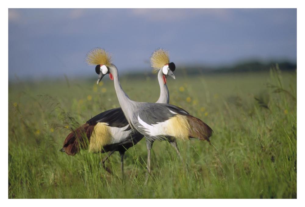 Grey Crowned Crane couple courting, Masai Mara National Reserve, Kenya-Paper Art-38"x26"