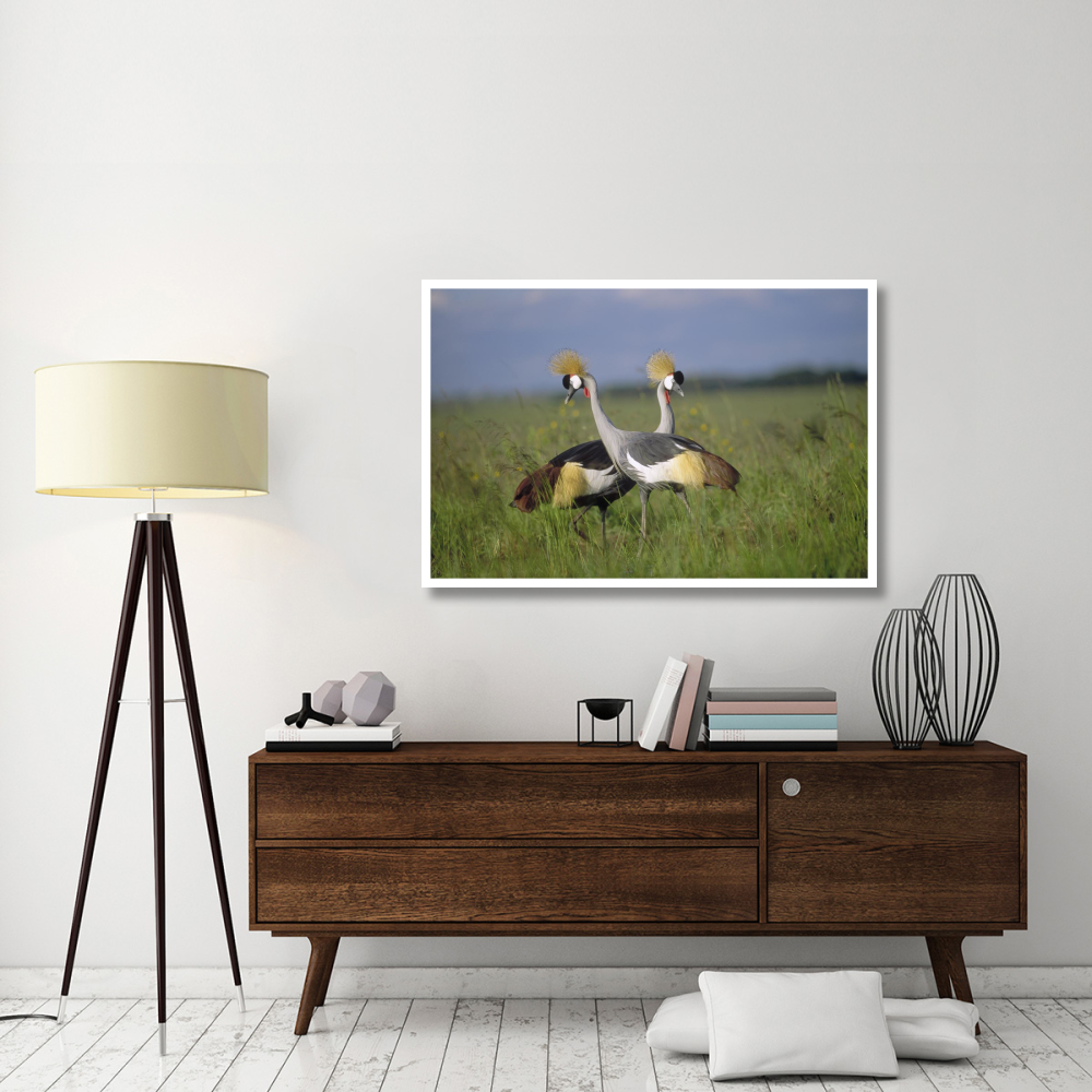 Grey Crowned Crane couple courting, Masai Mara National Reserve, Kenya-Paper Art-50&quotx34"
