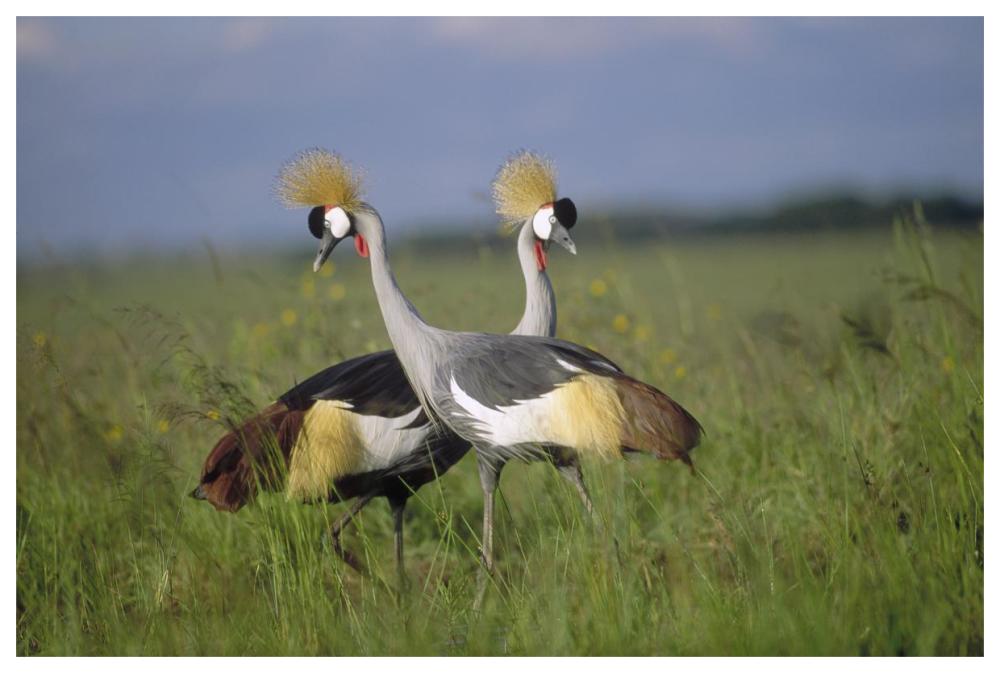 Grey Crowned Crane couple courting, Masai Mara National Reserve, Kenya-Paper Art-62"x42"