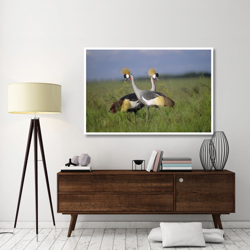 Grey Crowned Crane couple courting, Masai Mara National Reserve, Kenya-Paper Art-62&quotx42"