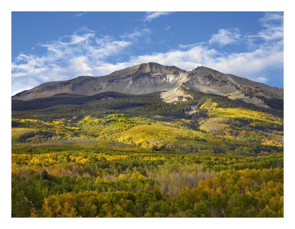 Aspen forest and East Beckwith Mountain, West Elk Wilderness, Colorado-Paper Art-26"x20"