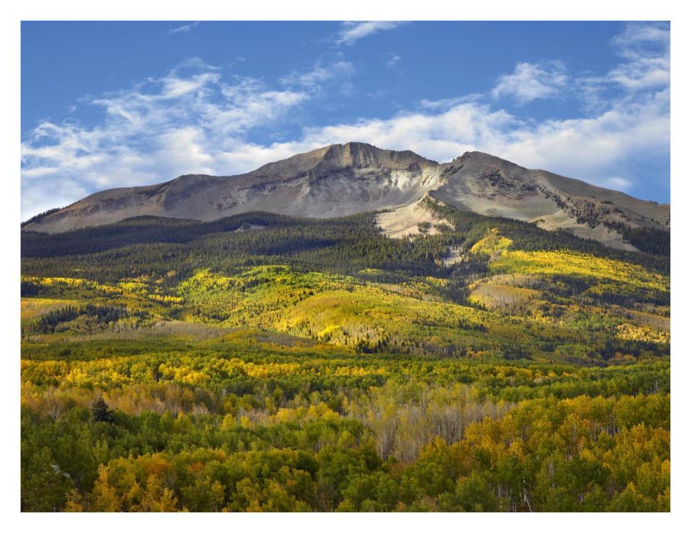 Aspen forest and East Beckwith Mountain, West Elk Wilderness, Colorado-Paper Art-34"x26"