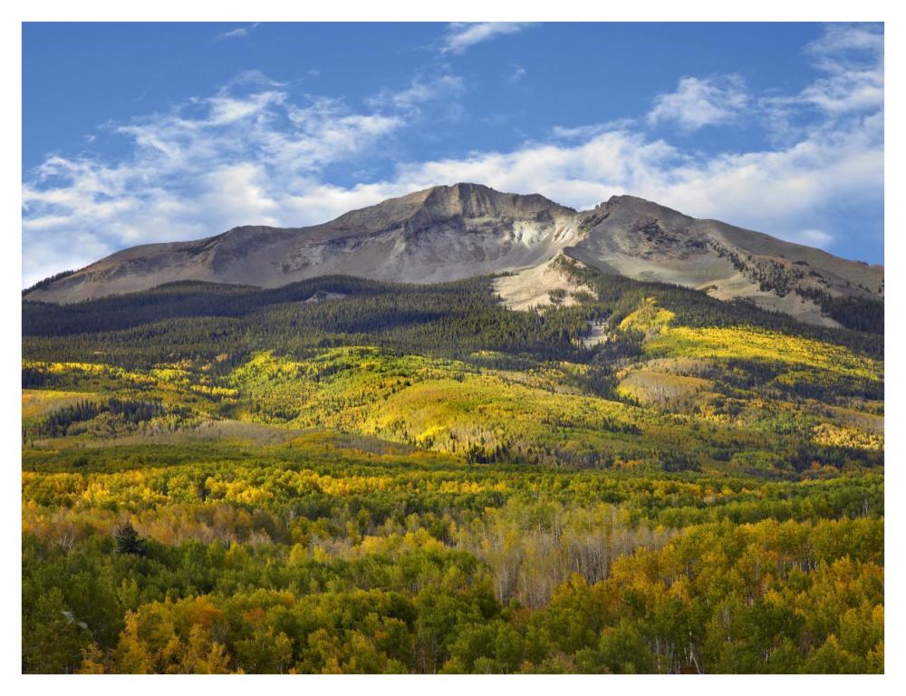 Aspen forest and East Beckwith Mountain, West Elk Wilderness, Colorado-Paper Art-42"x32"