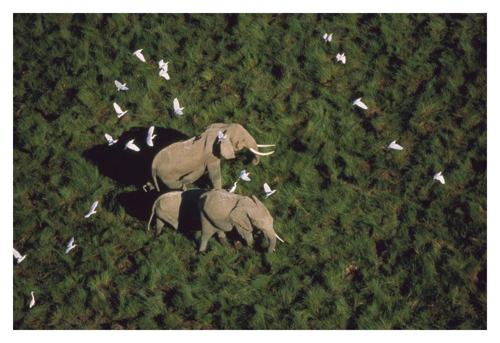 African Elephant parents and two calves with Cattle Egret flock, Kenya-Paper Art-20"x14"