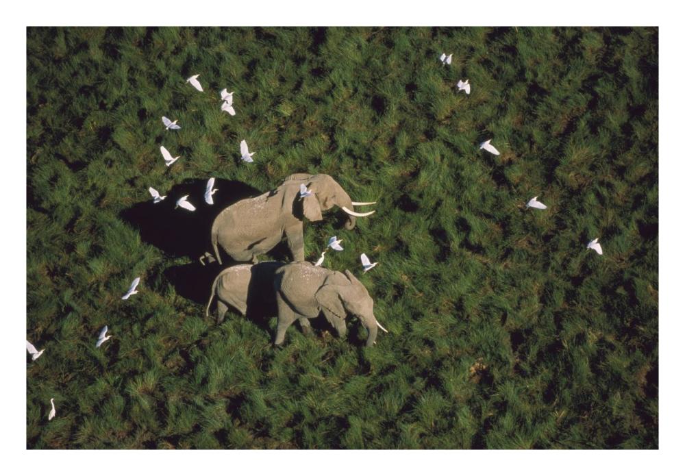 African Elephant parents and two calves with Cattle Egret flock, Kenya-Paper Art-26"x18"