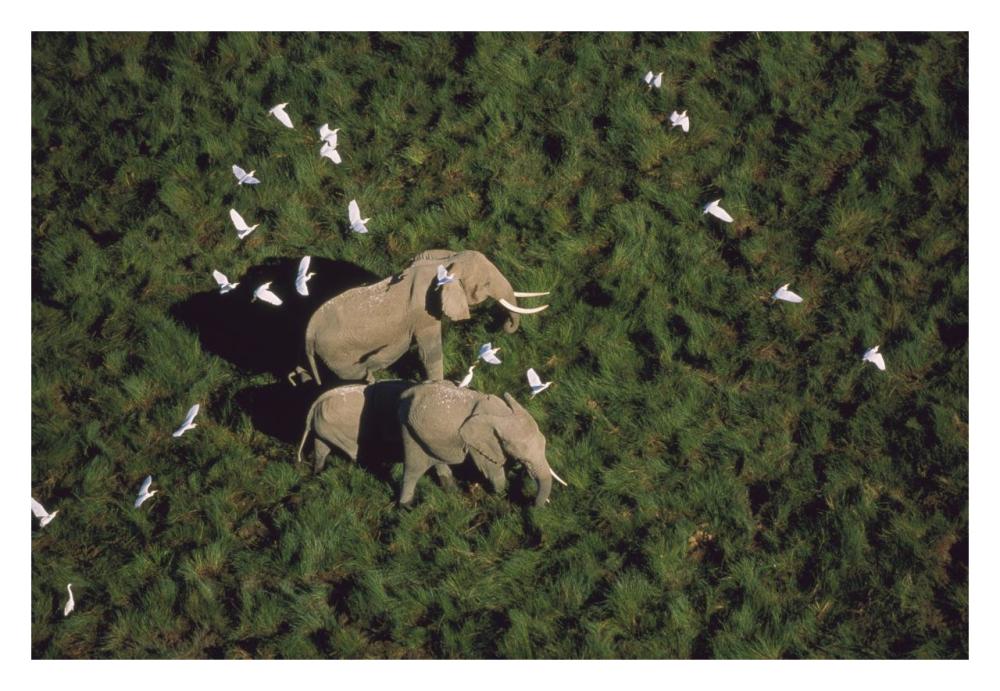 African Elephant parents and two calves with Cattle Egret flock, Kenya-Paper Art-32"x22"