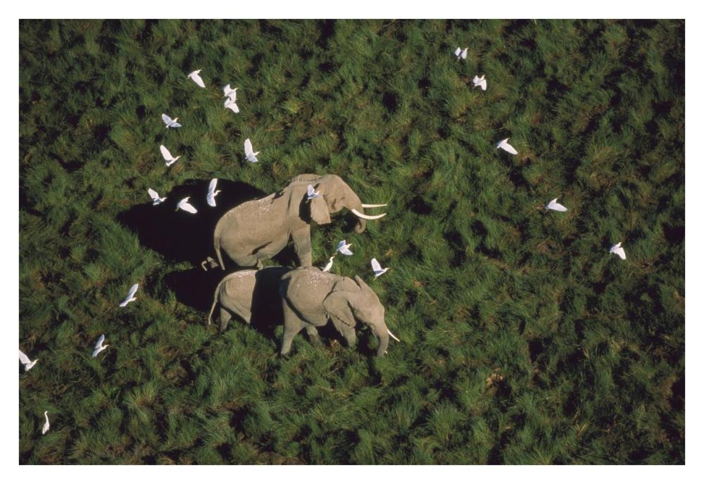 African Elephant parents and two calves with Cattle Egret flock, Kenya-Paper Art-38"x26"