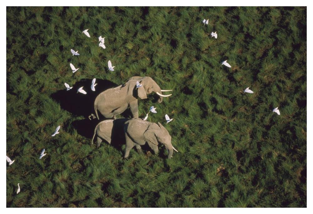 African Elephant parents and two calves with Cattle Egret flock, Kenya-Paper Art-50"x34"