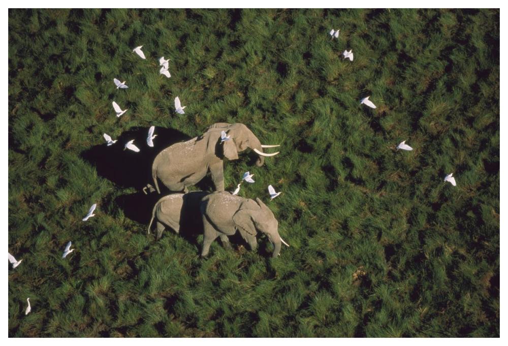 African Elephant parents and two calves with Cattle Egret flock, Kenya-Paper Art-62"x42"