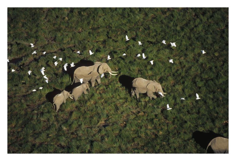 African Elephant parents and two calves with Cattle Egret flock, Kenya-Paper Art-32"x22"