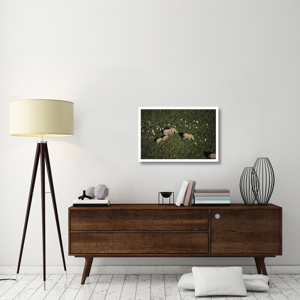 African Elephant parents and two calves with Cattle Egret flock, Kenya-Paper Art-32&quotx22"