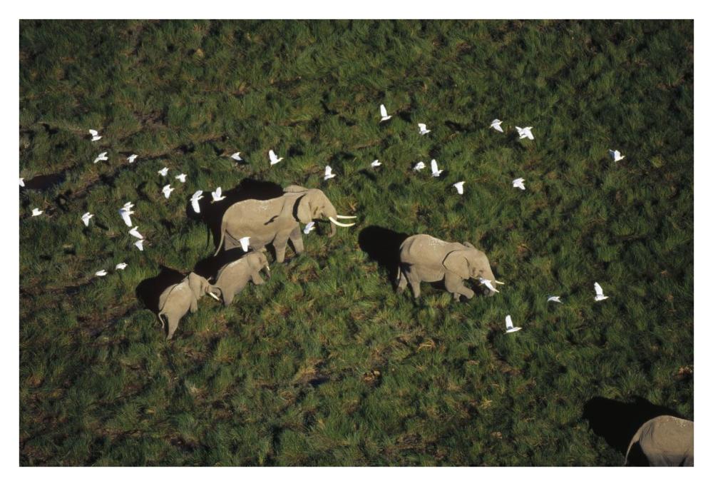 African Elephant parents and two calves with Cattle Egret flock, Kenya-Paper Art-38"x26"