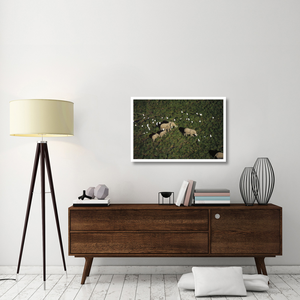 African Elephant parents and two calves with Cattle Egret flock, Kenya-Paper Art-38&quotx26"