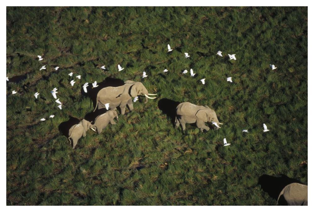 African Elephant parents and two calves with Cattle Egret flock, Kenya-Paper Art-50"x34"