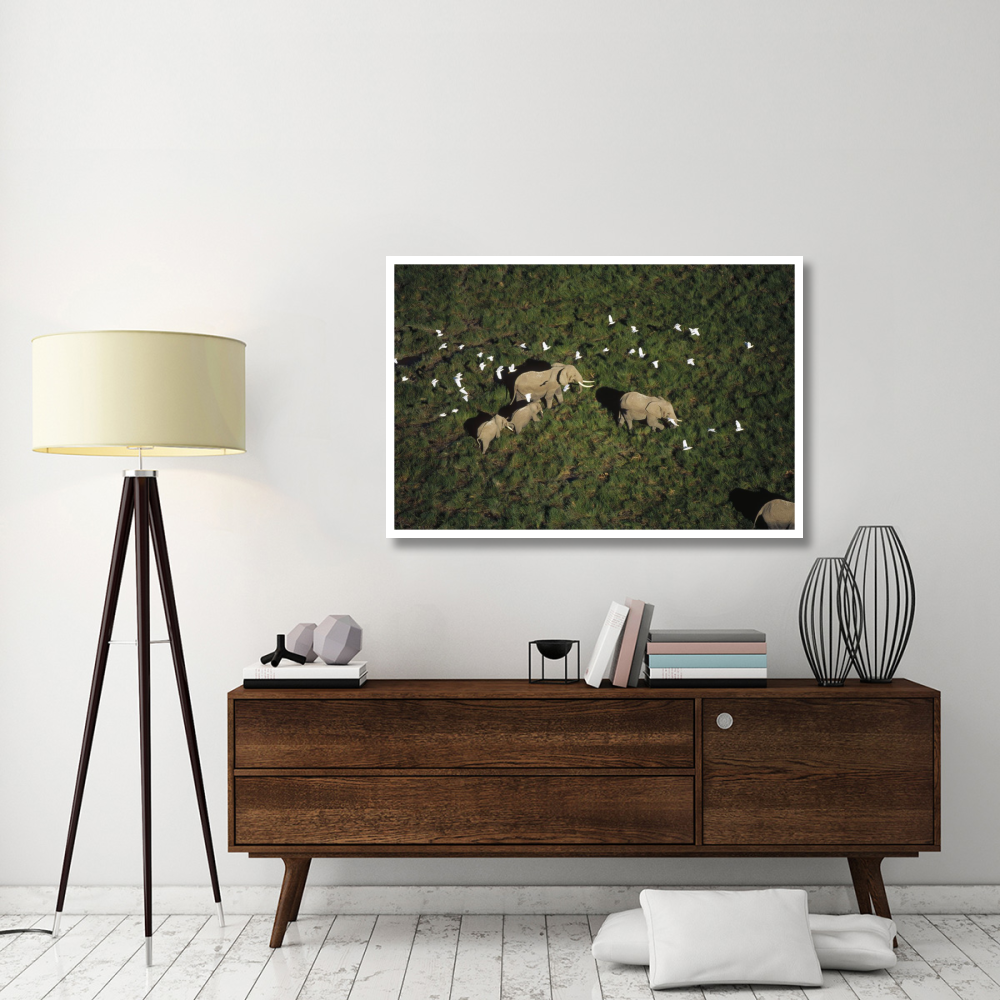 African Elephant parents and two calves with Cattle Egret flock, Kenya-Paper Art-50&quotx34"