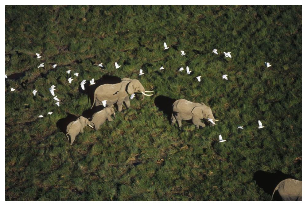 African Elephant parents and two calves with Cattle Egret flock, Kenya-Paper Art-62"x42"