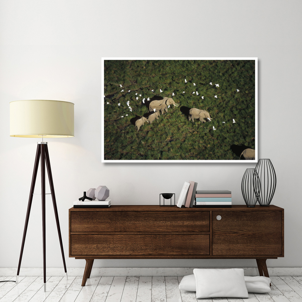 African Elephant parents and two calves with Cattle Egret flock, Kenya-Paper Art-62&quotx42"