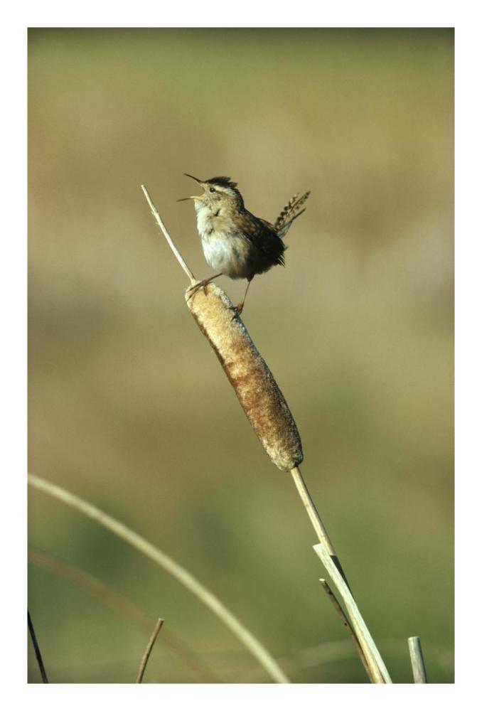 Marsh Wren singing while perching on a Common Cattail, Alberta, Canada-Paper Art-18"x26"
