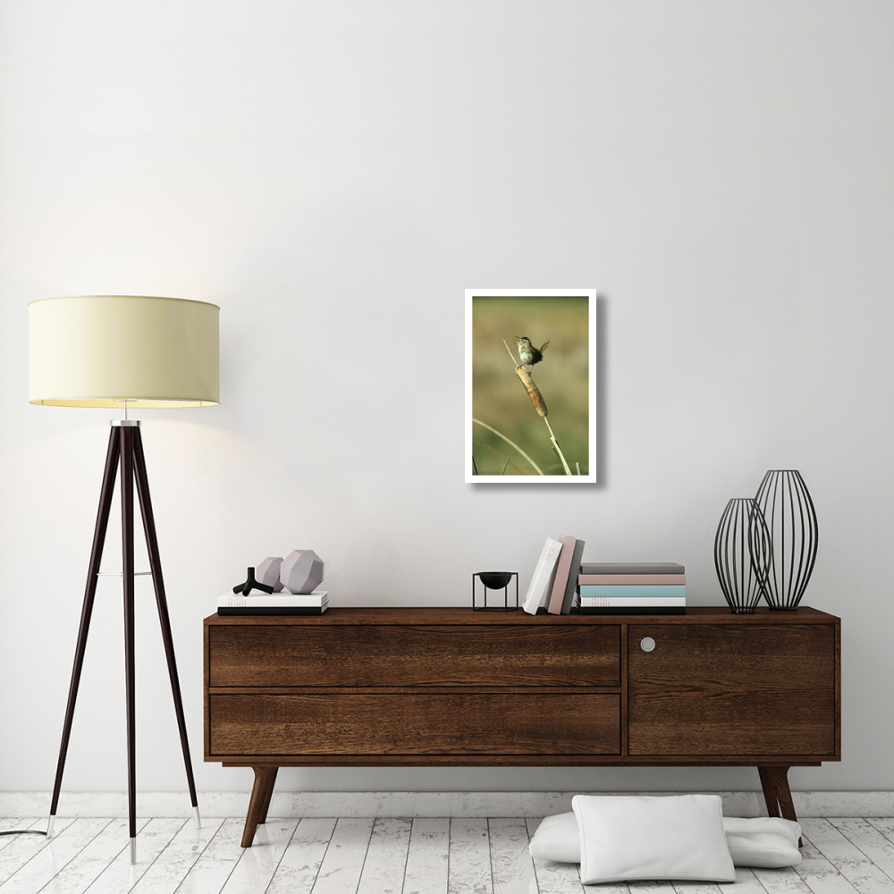 Marsh Wren singing while perching on a Common Cattail, Alberta, Canada-Paper Art-18&quotx26"