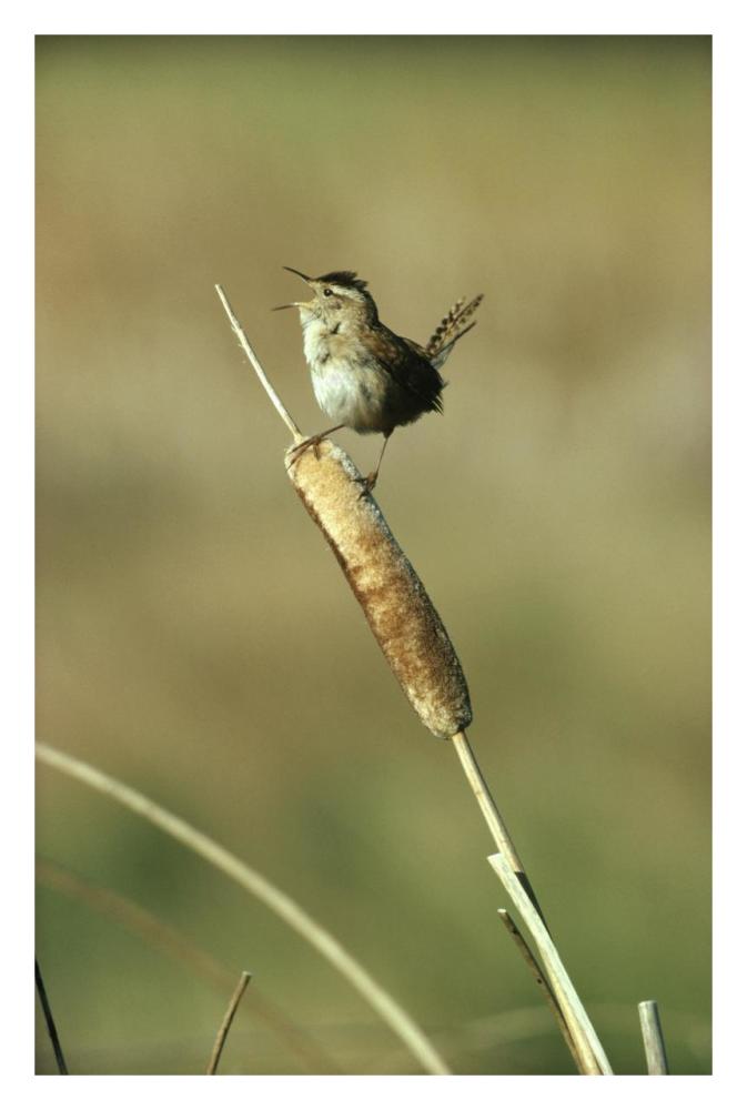 Marsh Wren singing while perching on a Common Cattail, Alberta, Canada-Paper Art-22"x32"