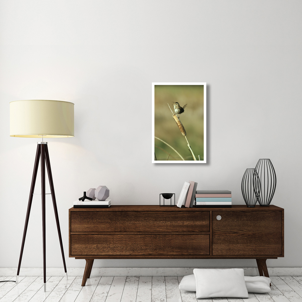 Marsh Wren singing while perching on a Common Cattail, Alberta, Canada-Paper Art-22&quotx32"