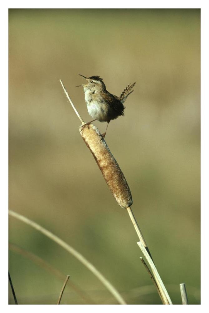 Marsh Wren singing while perching on a Common Cattail, Alberta, Canada-Paper Art-26"x38"