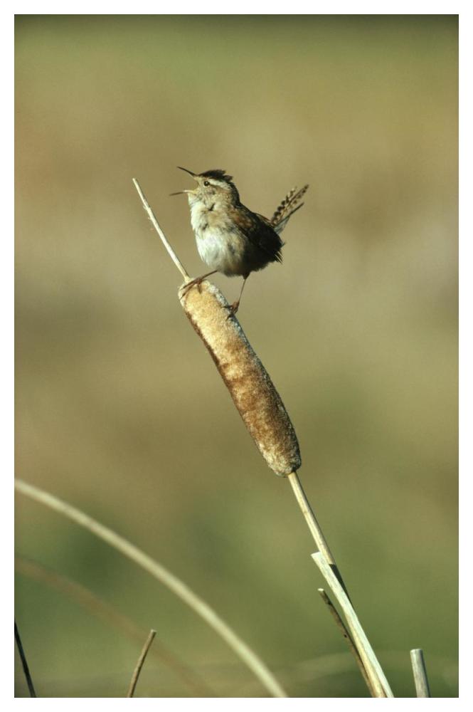 Marsh Wren singing while perching on a Common Cattail, Alberta, Canada-Paper Art-34"x50"