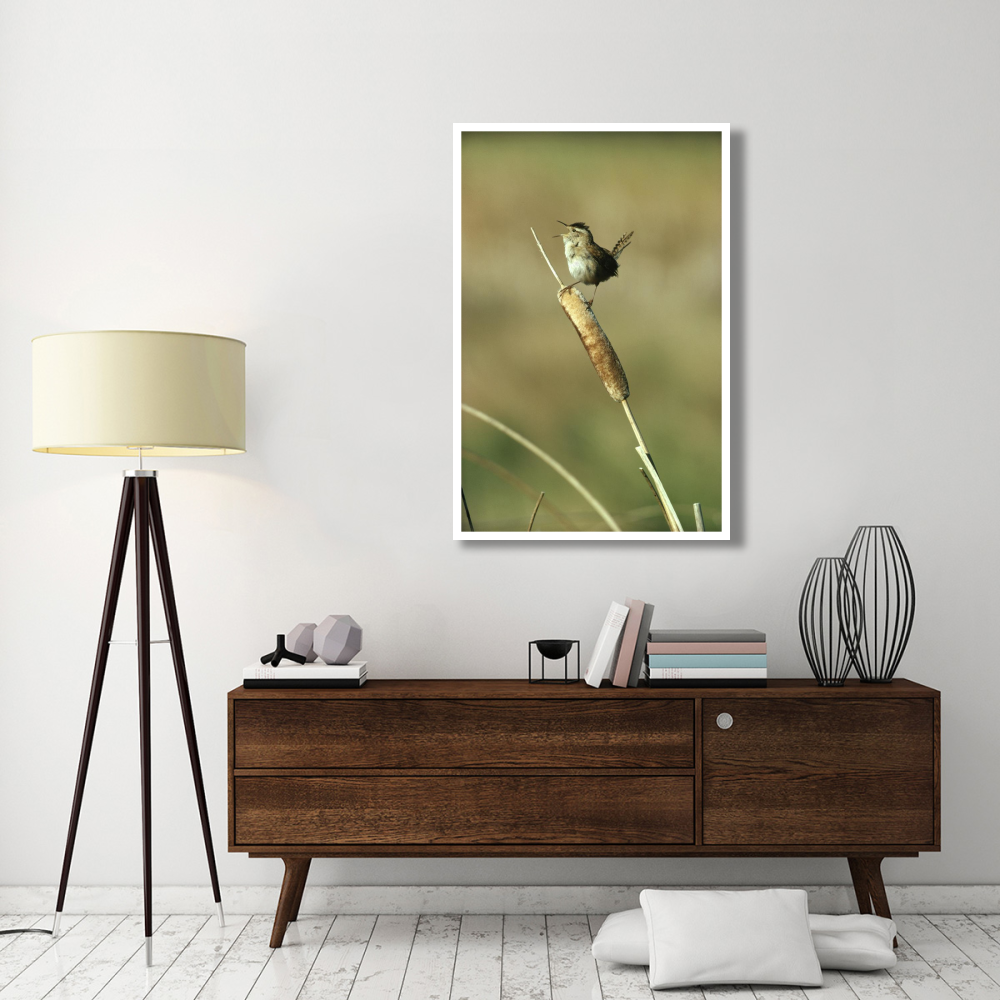 Marsh Wren singing while perching on a Common Cattail, Alberta, Canada-Paper Art-34&quotx50"