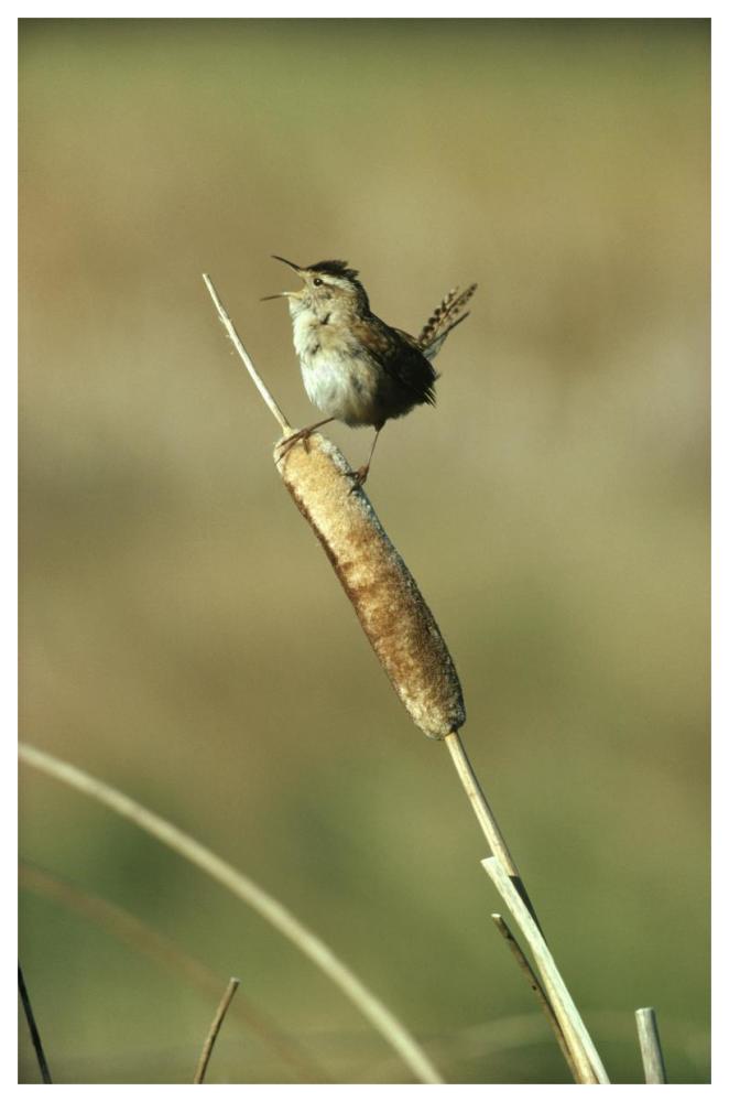 Marsh Wren singing while perching on a Common Cattail, Alberta, Canada-Paper Art-42"x62"