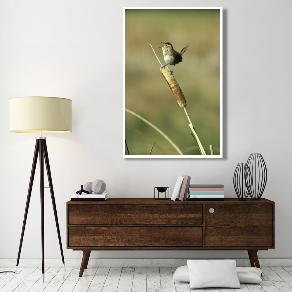 Marsh Wren singing while perching on a Common Cattail, Alberta, Canada-Paper Art-42&quotx62"