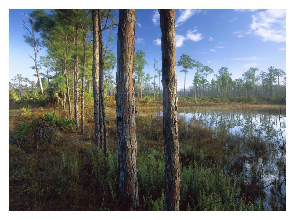 Pond near the Loxahatchee River, Jonathan Dickinson State Park, Florida-Paper Art-18"x14"