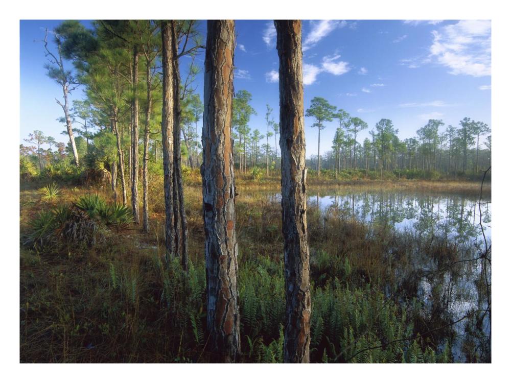 Pond near the Loxahatchee River, Jonathan Dickinson State Park, Florida-Paper Art-26"x20"
