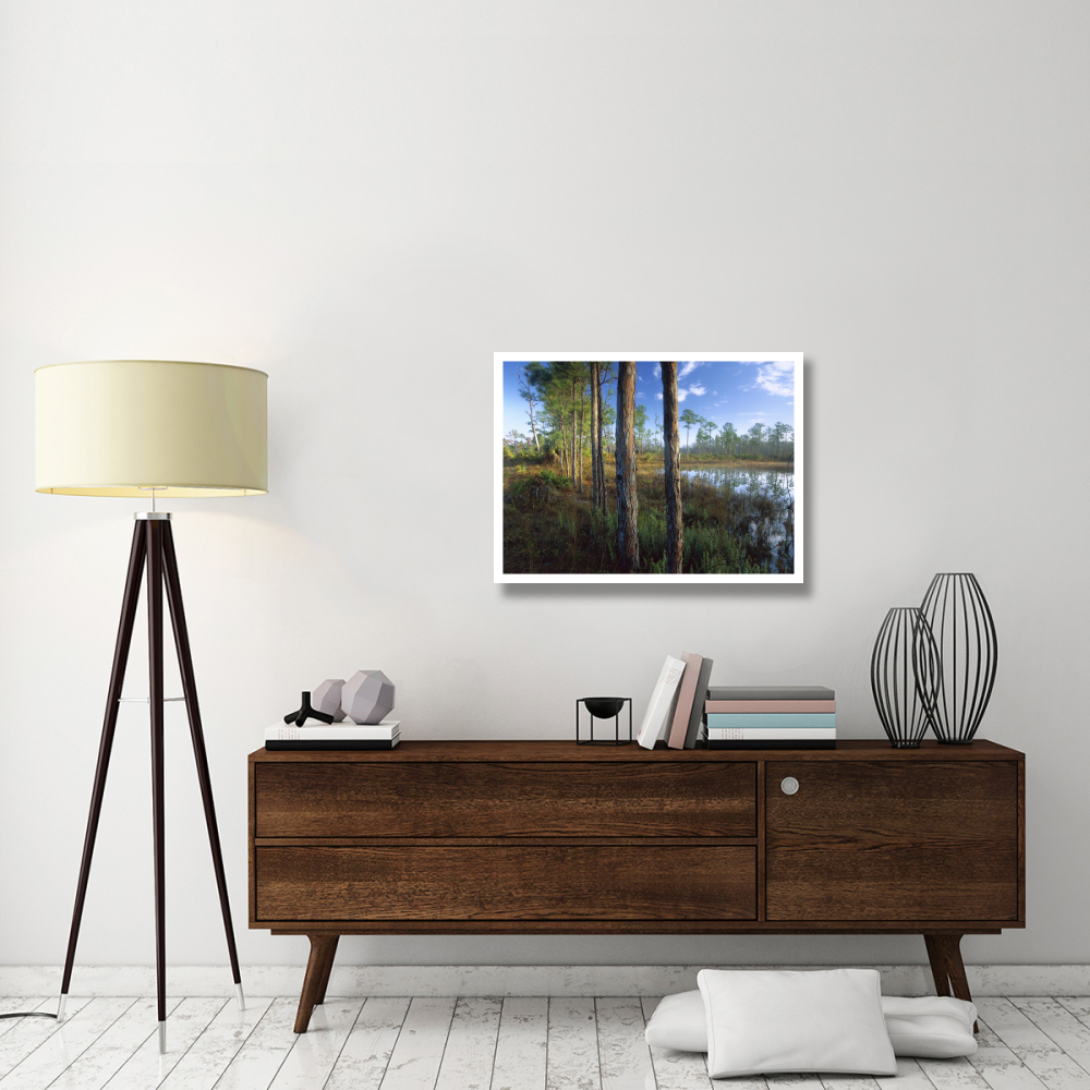 Pond near the Loxahatchee River, Jonathan Dickinson State Park, Florida-Paper Art-34&quotx26"