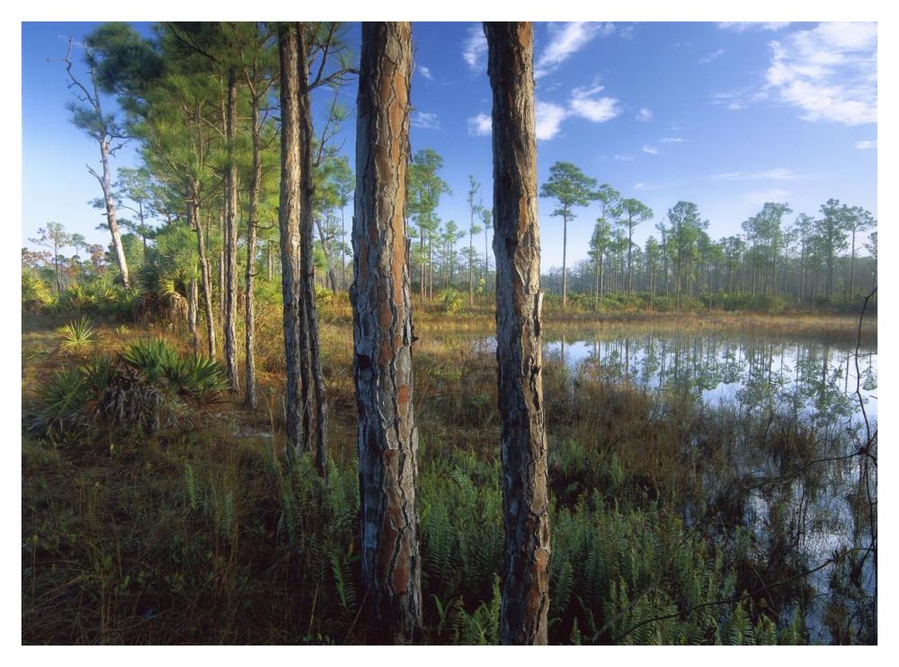 Pond near the Loxahatchee River, Jonathan Dickinson State Park, Florida-Paper Art-42"x32"